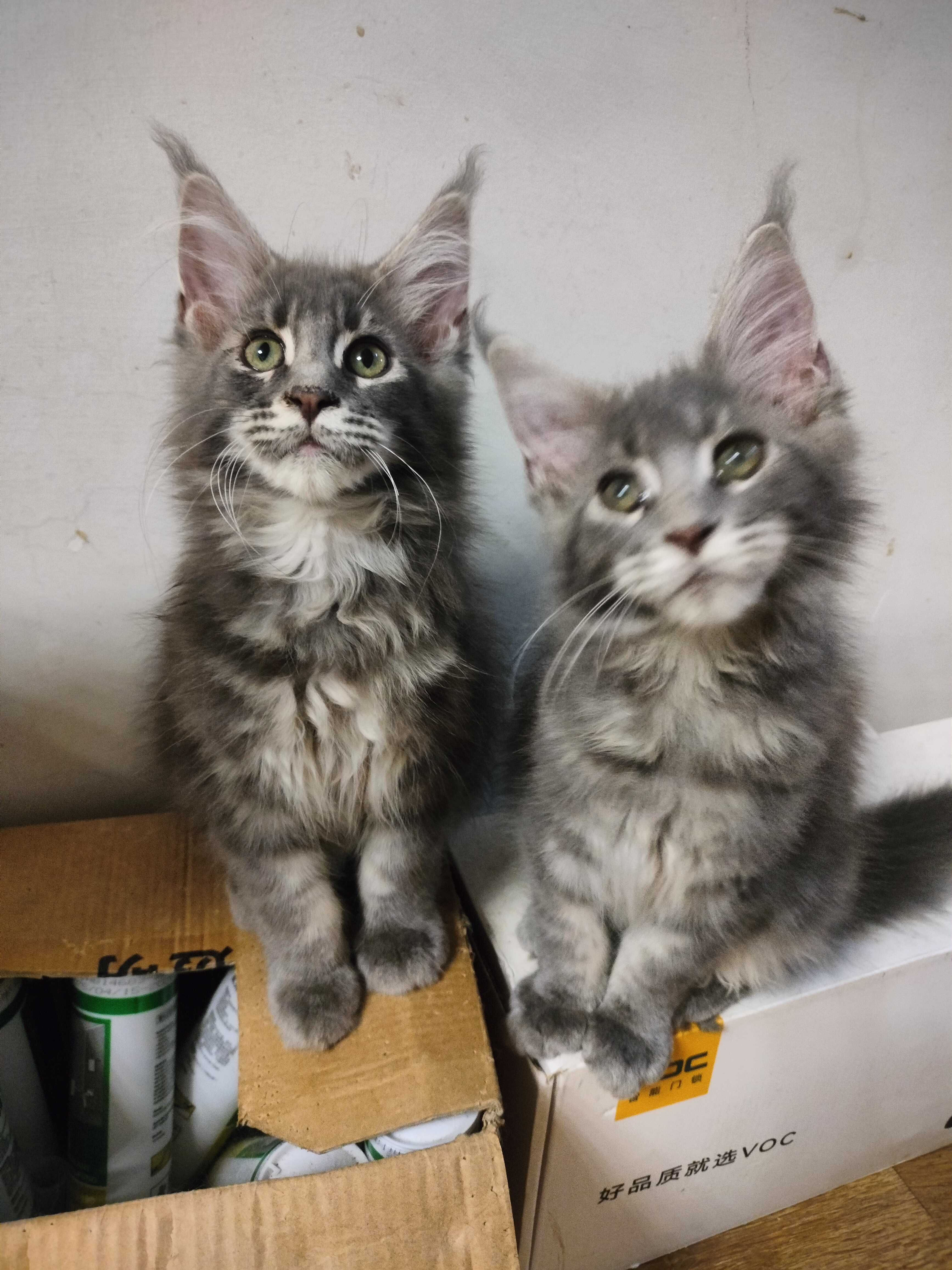 缅因猫妹妹
